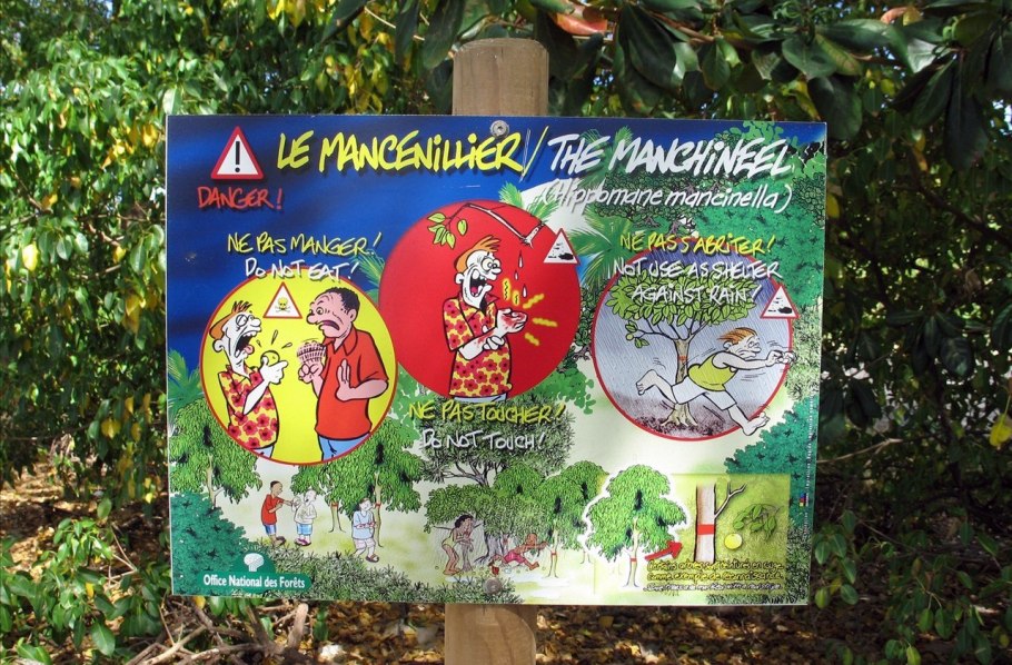 Манцинелла ядовитое дерево