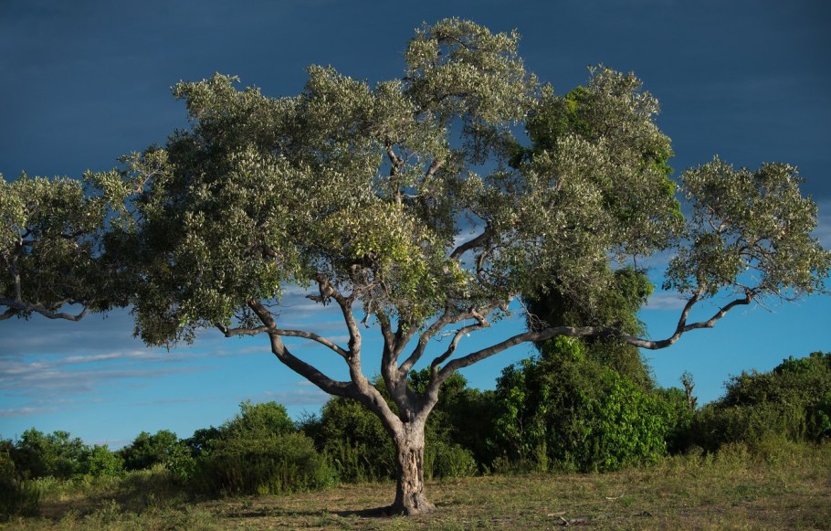 Лиана Стрихнос