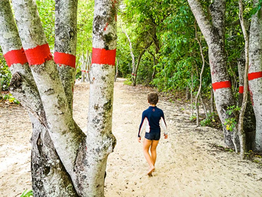 Саподилла фрукт в разрезе