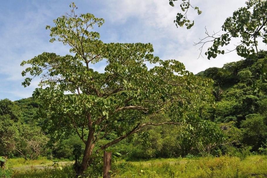 Дерево смерти манцинелла