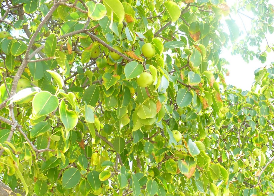 Чилибуха обыкновенная цветок