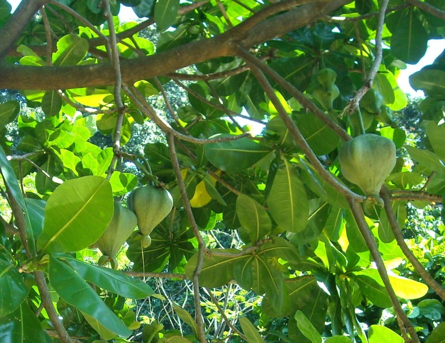 Манцинелловое дерево плоды на вкус