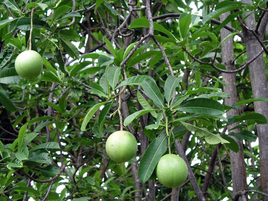 Цербера Одолламская