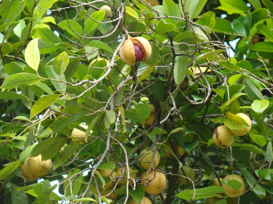 Cerbera odollam плоды