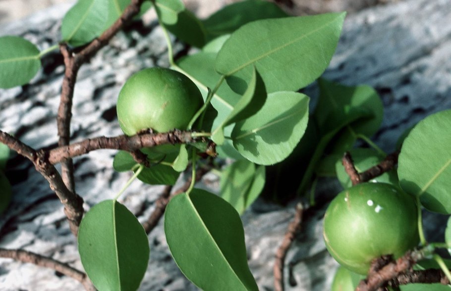 Манцинелла ядовитое дерево