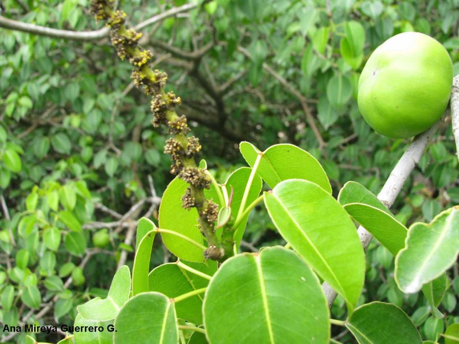 Манцинелла ядовитое дерево