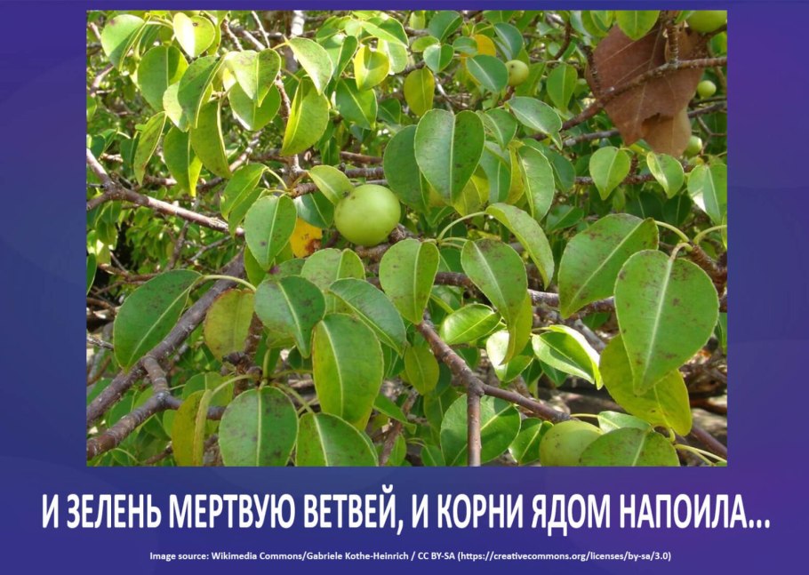 Манцинелловое дерево