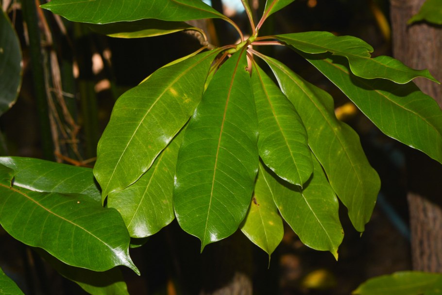 Дерево Анчар ядовитый