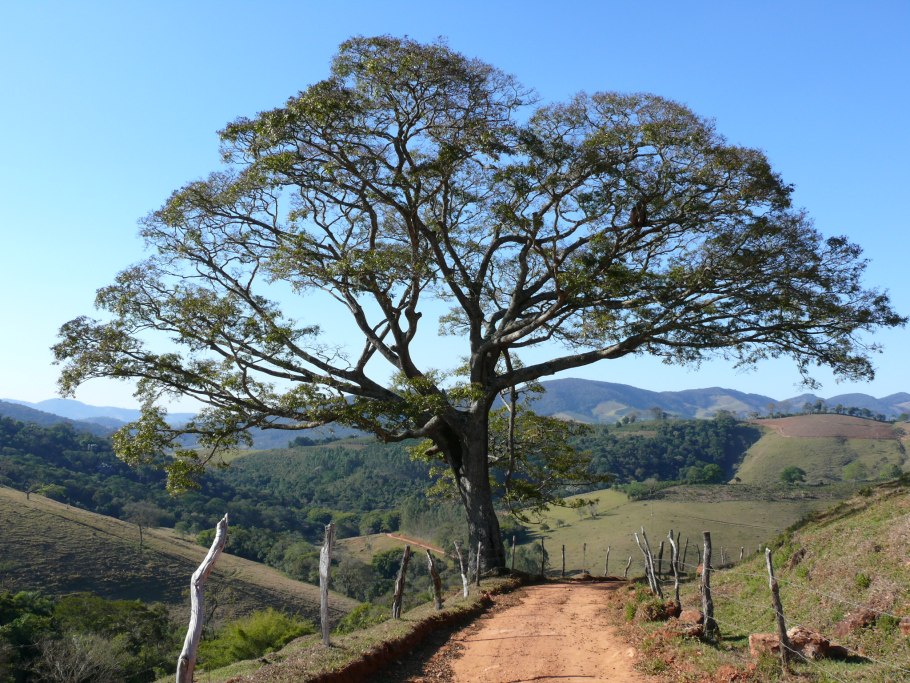 Семена манцинеллы