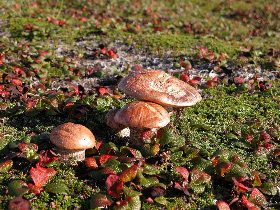 Морские Ежи Сахалин