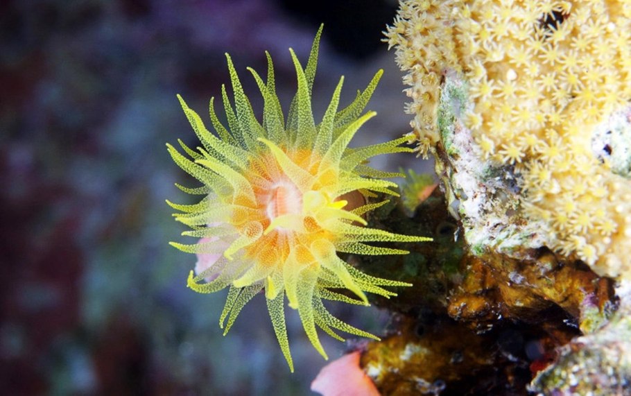 Растения эндемики озера Байкал