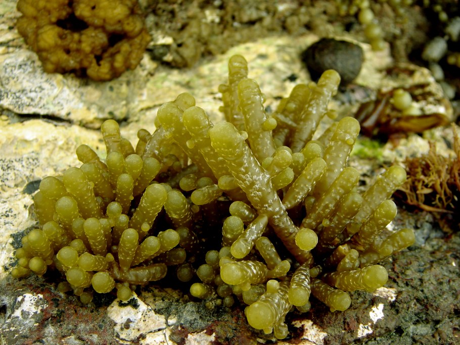 Водоросли белого моря фукус