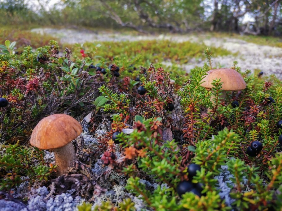 Брусника на Кольском полуострове