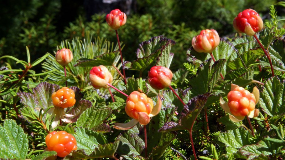 Ягода Северная шикша