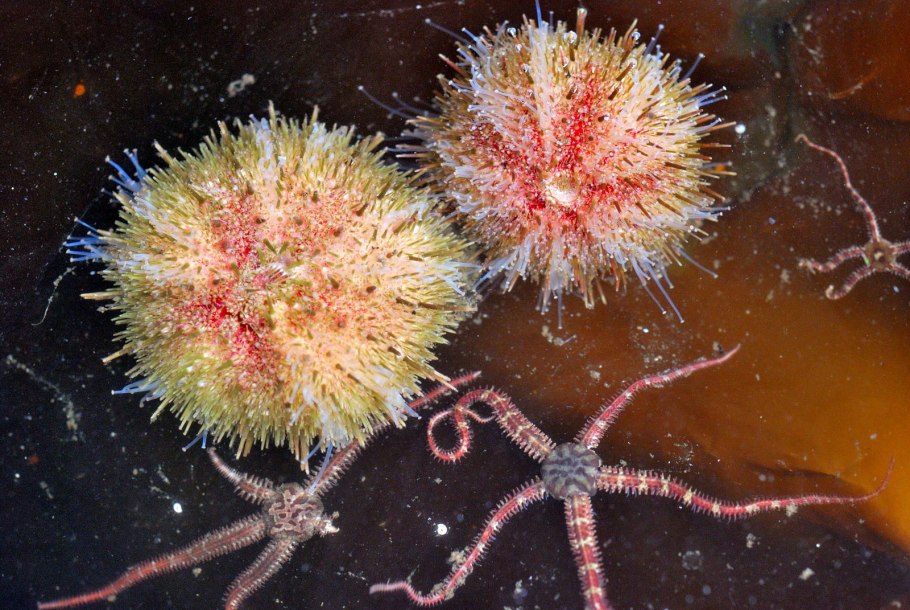 Грибы съедобные несъедобные и ядовитые