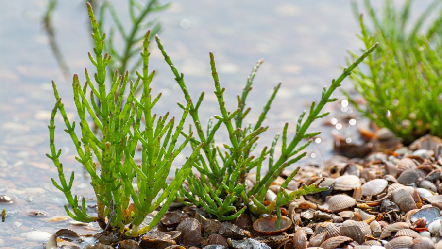 Многоиглый морской еж