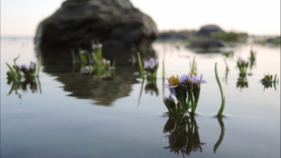 Ямальская Морошка