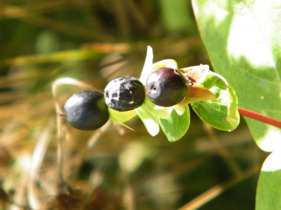 Вороний глаз четырёхлистный