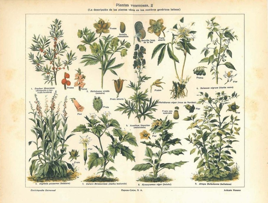 Болиголов пятнистый цикута