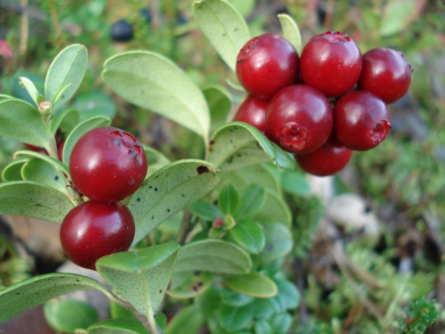 Багульник болотный