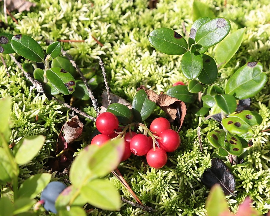 Брусника лесная