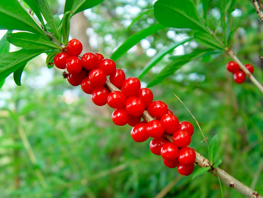 Волчье лыко ядовитое растение