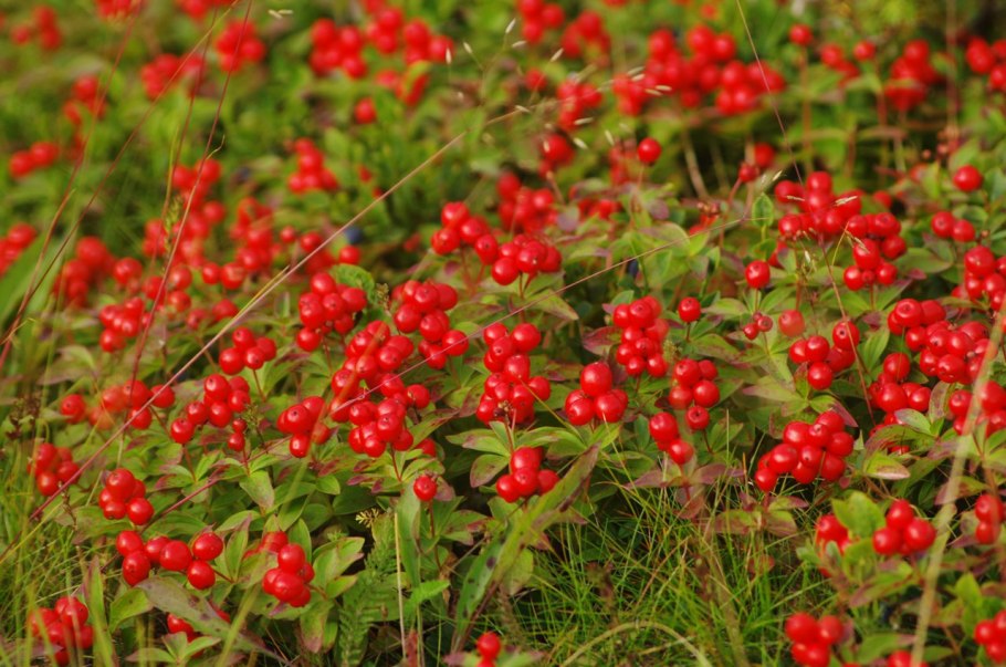 Болиголов Хемлок