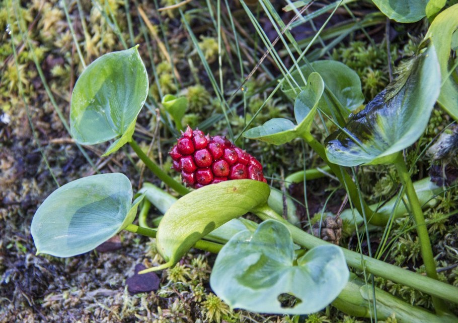 Опасные растения России