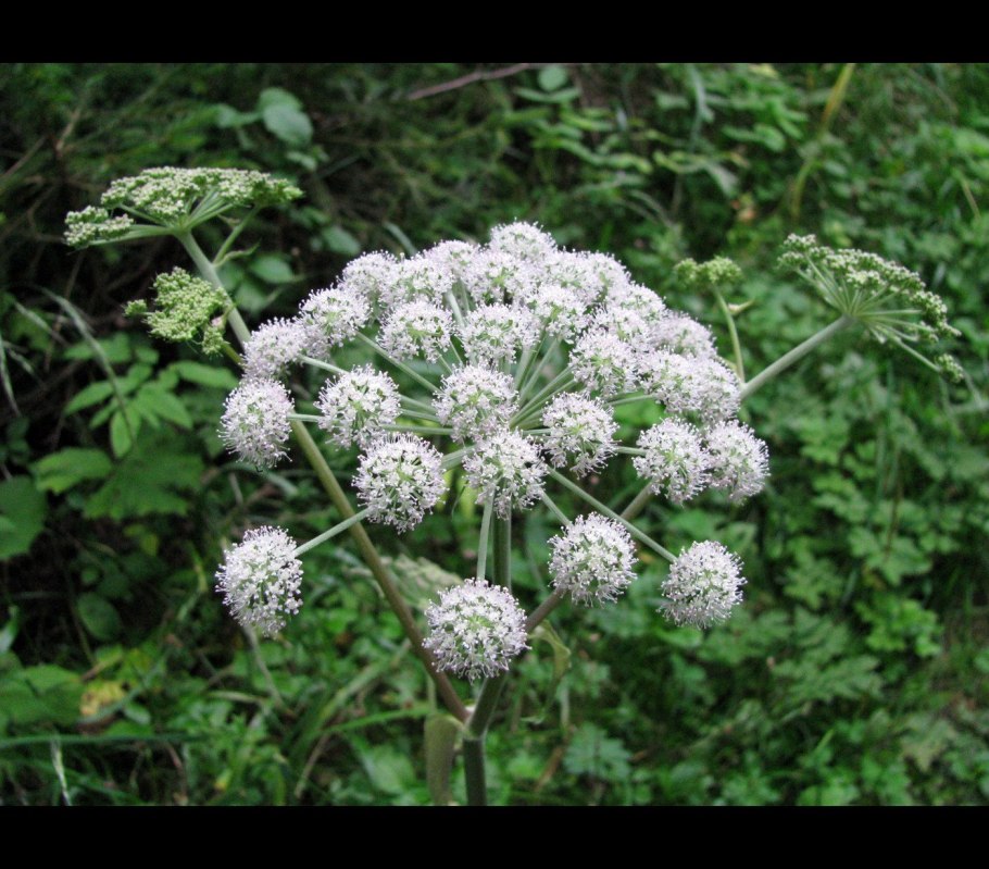 Цикута болиголов