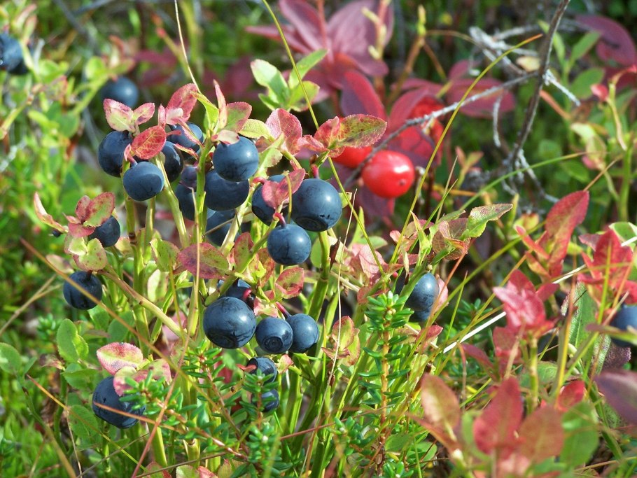 Paris quadrifolia l. Вороний глаз четырёхлистный