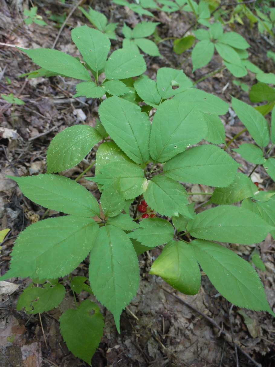 Рододендрон Камчатский рододендрон золотистый