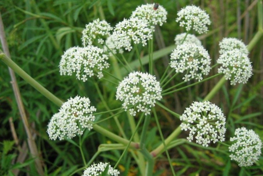 Клюква, Морошка, брусника, голубика