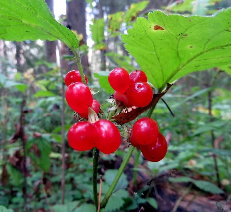 Несъедобные грибы Ямала
