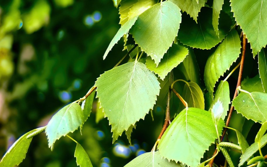 Береза повислая листва