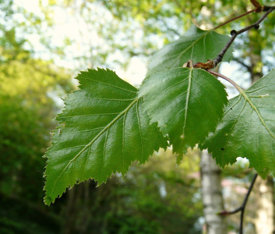 Береза бумажная Betula papyrifera
