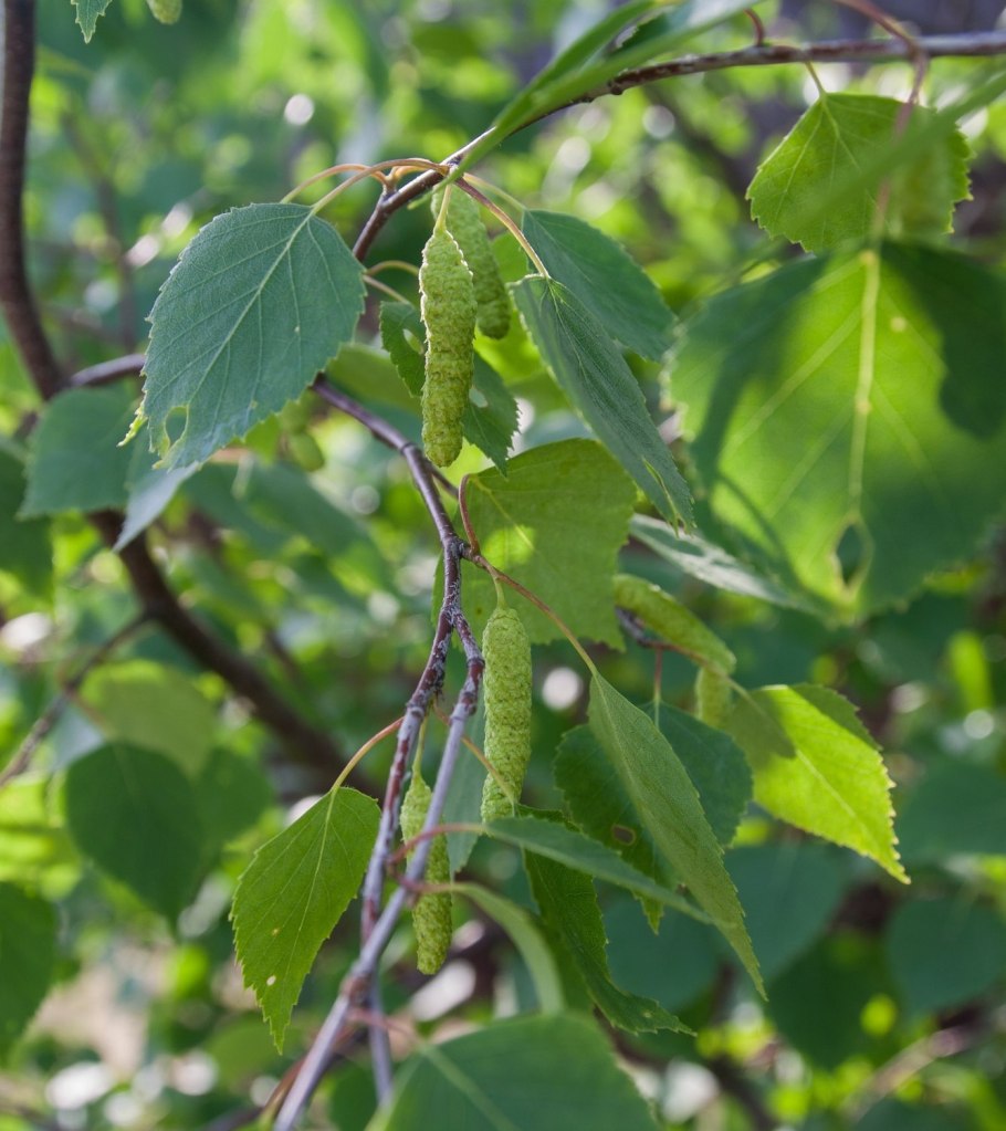 Береза повислая осенью