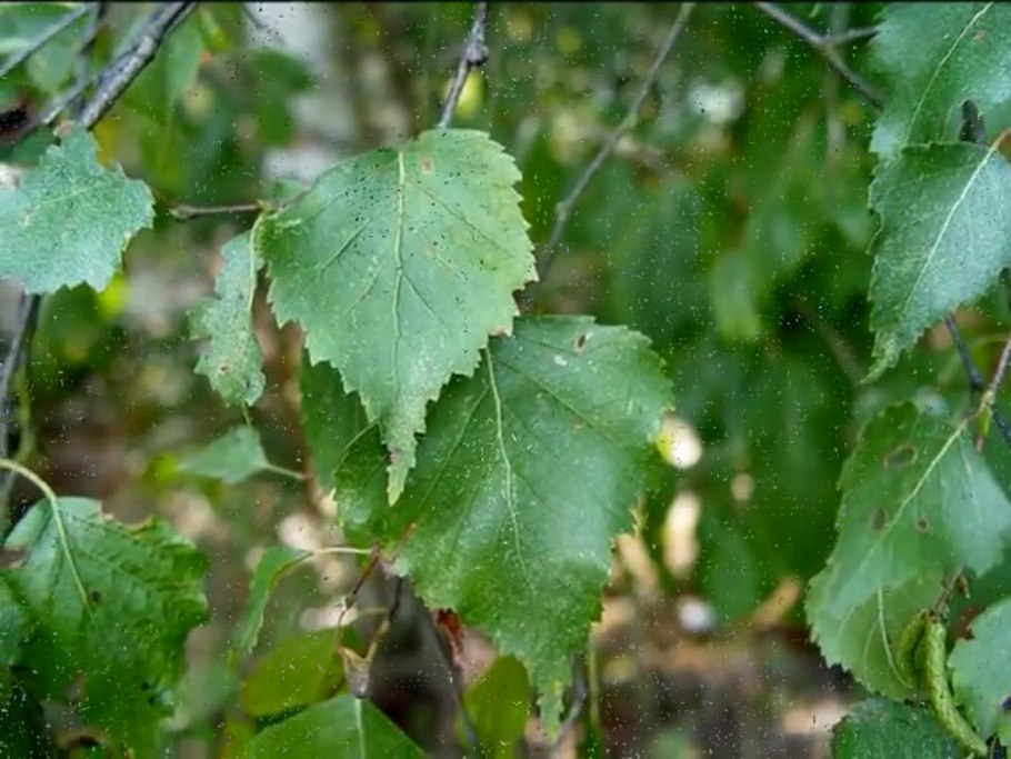 Береза бородавчатая листья