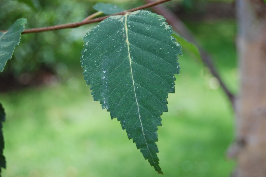 Берёза повислая