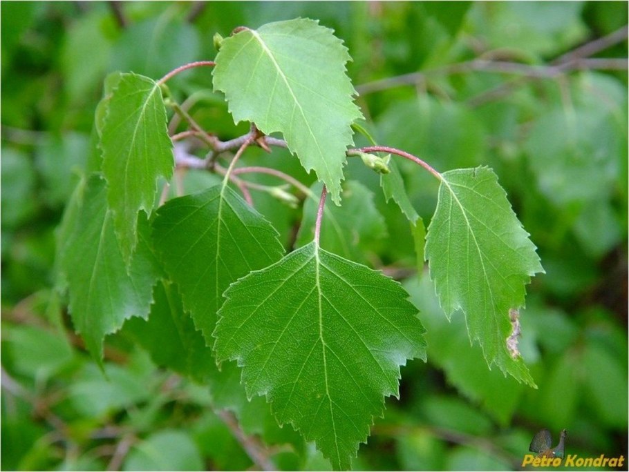 Береза повислая (Betula pendula Roth.)