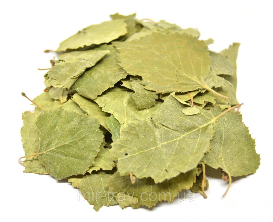 Береза повислая (бородавчатая)