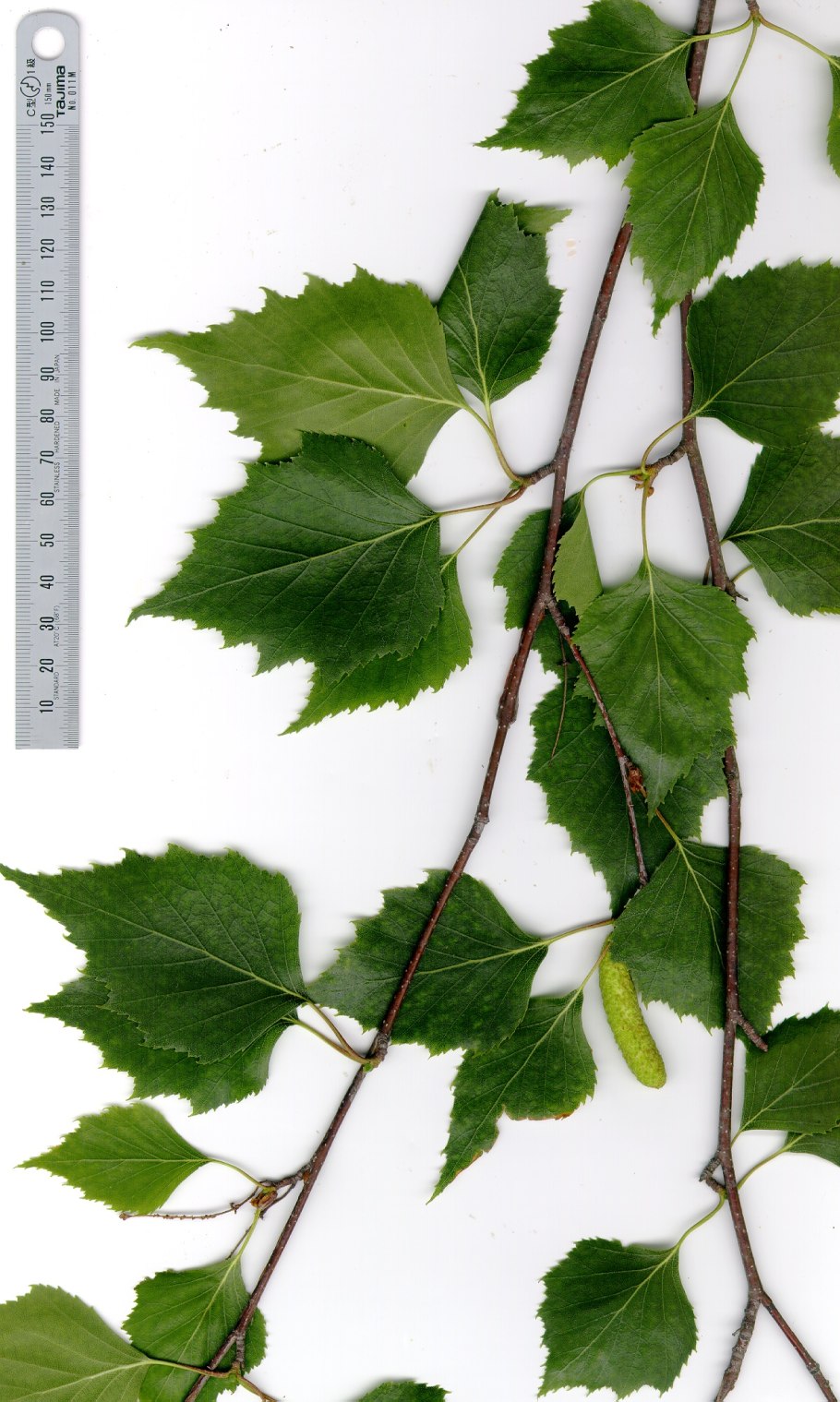 Betula pendula Roth листья