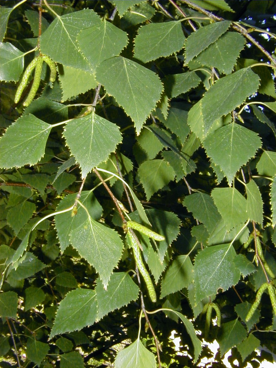 Береза пушистая Betula pubescens