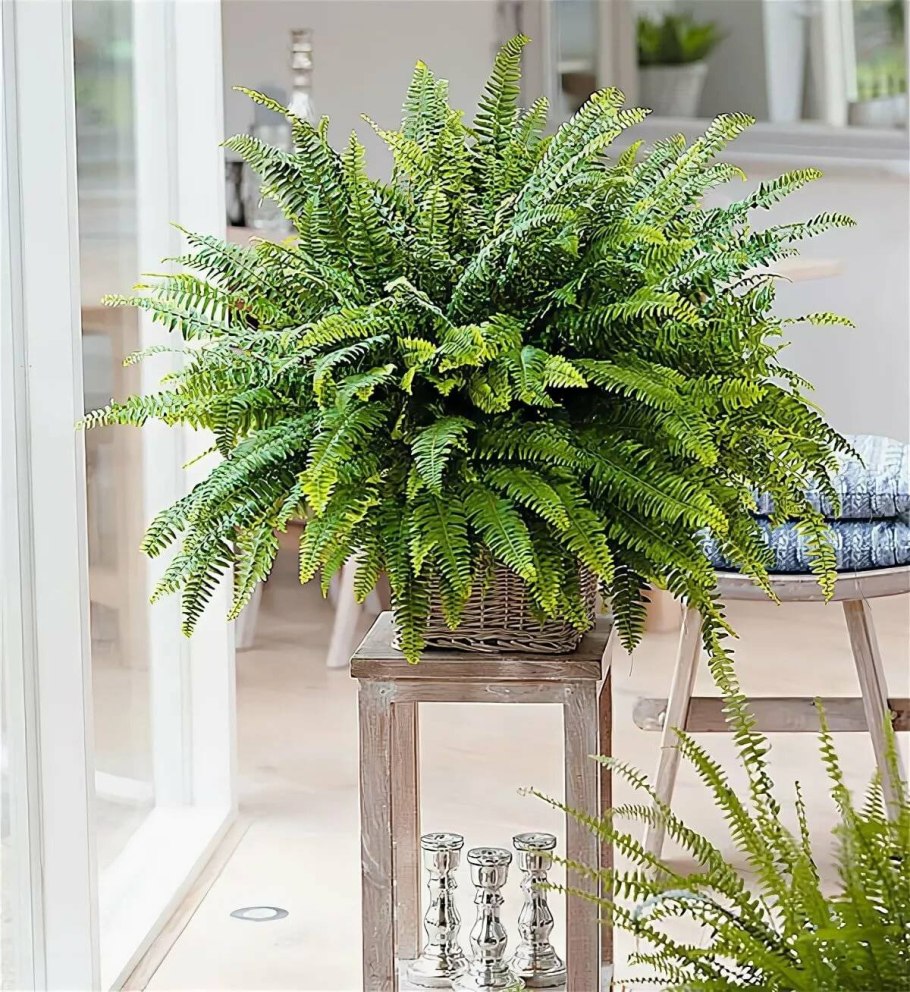 Папоротник нефролепис