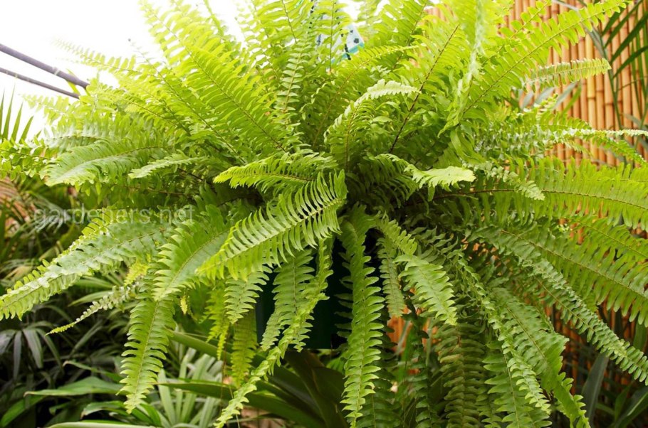 Птерис цветок комнатный