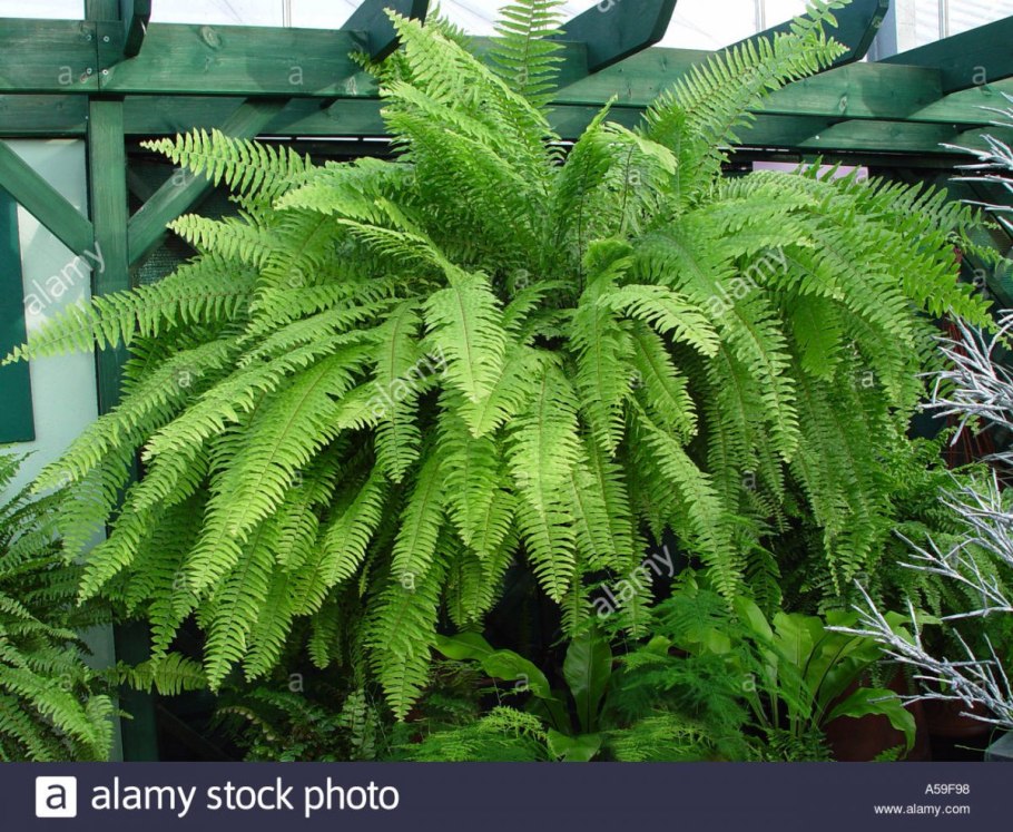 Папоротник нефролепис