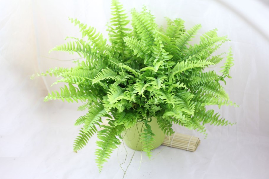 Блехнум папоротник