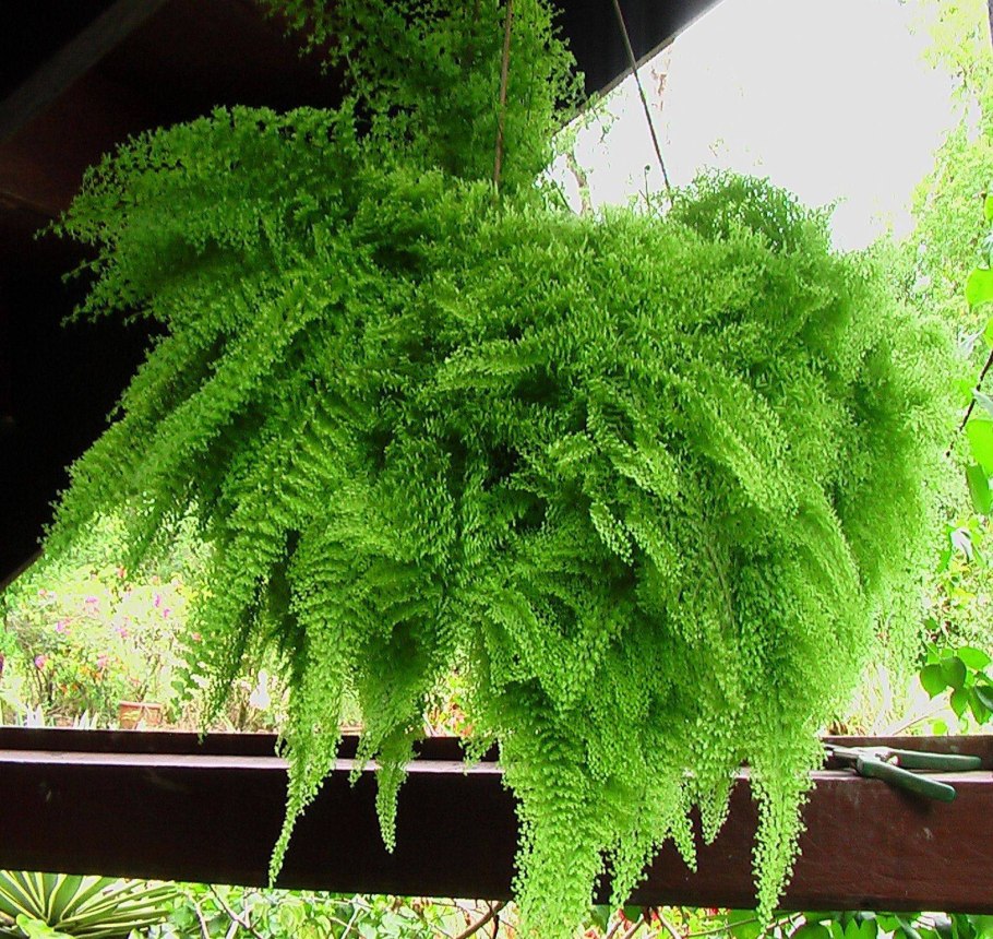 Нефролепис Бостон блонд