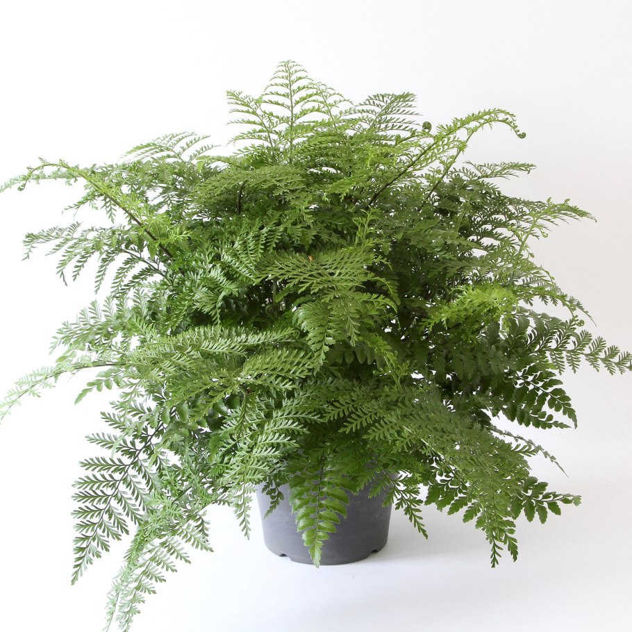 Нефролепис Глориоза