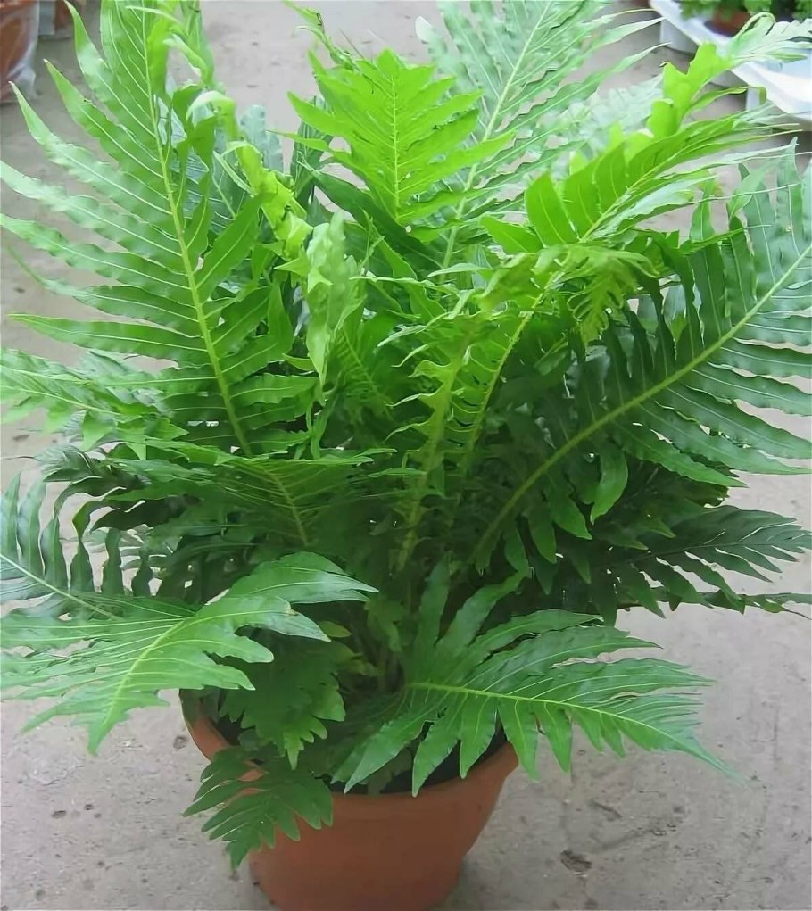 Папоротник нефролепис адиантум