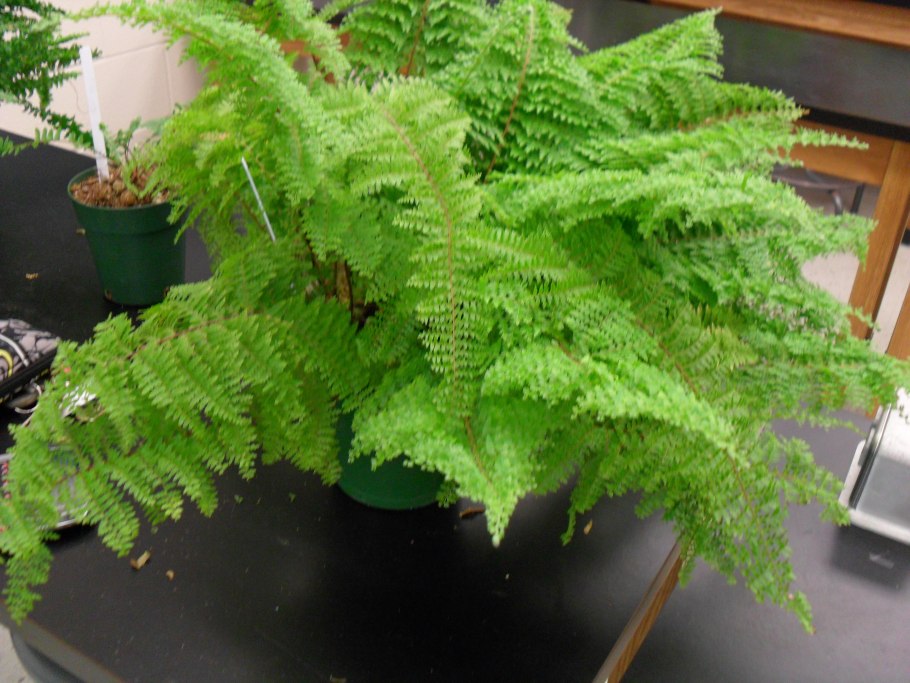 Папоротник Птерис